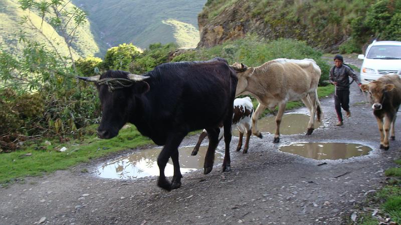 Illampu Trek Steves (212).JPG